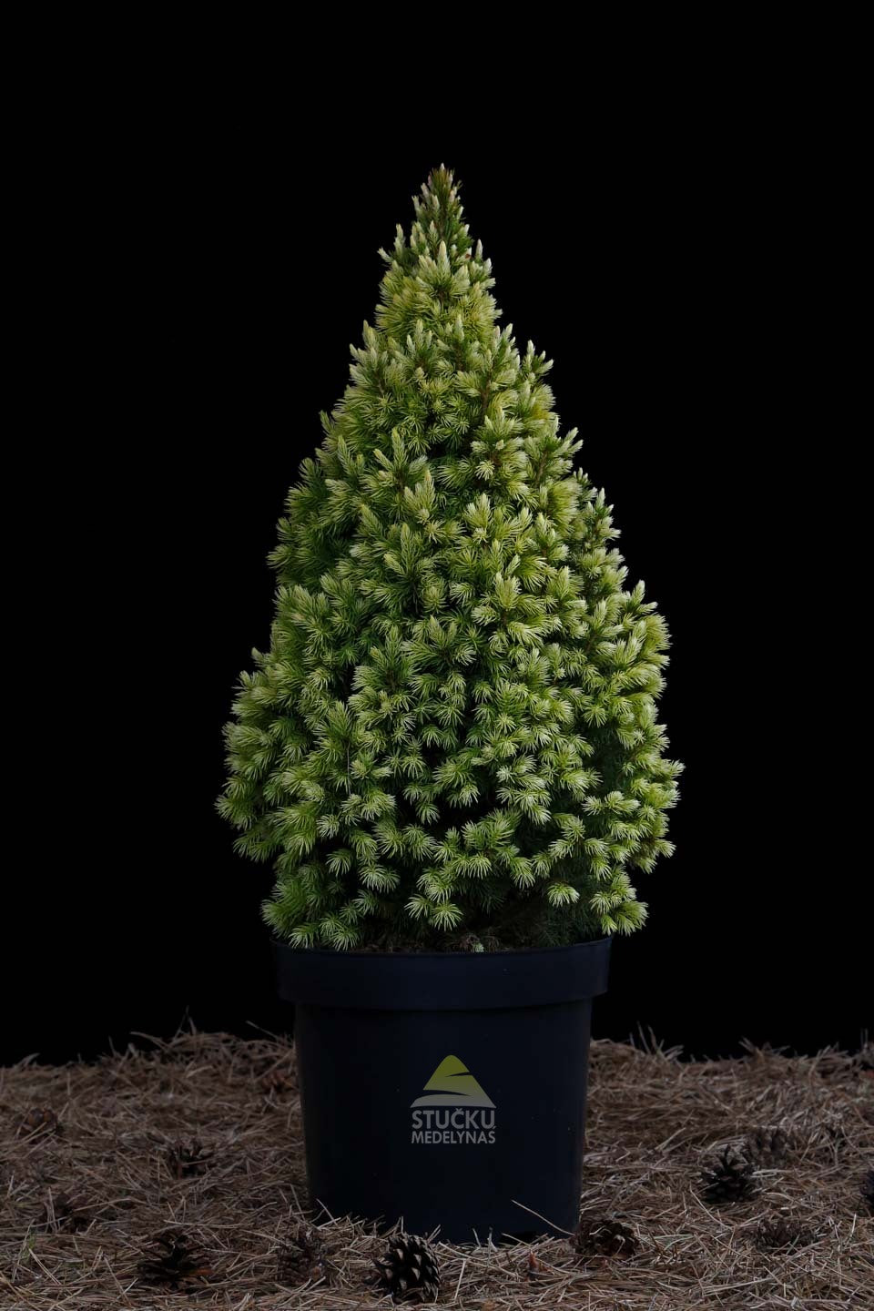 Eglė baltoji 'Daisy’s White' (Picea glauca)