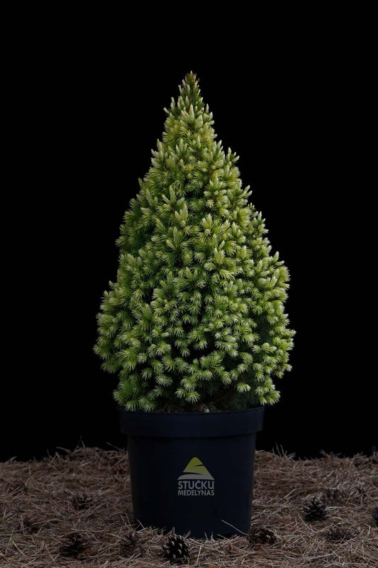 Eglė baltoji 'Daisy’s White' (Picea glauca)