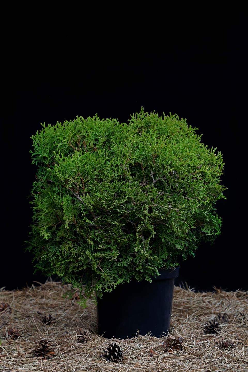 Tuja vakarinė ‘Hoseri’ (Thuja occidentalis)