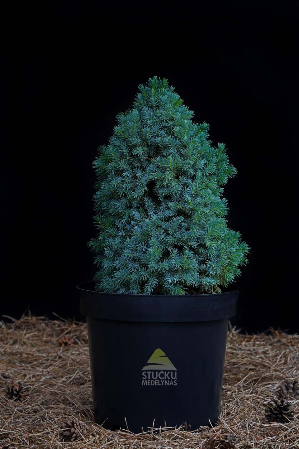 Eglė baltoji 'Conica Blue' (Picea glauca)