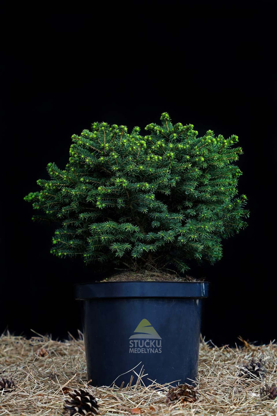 Eglė serbinė 'Karel' (Picea omorika)