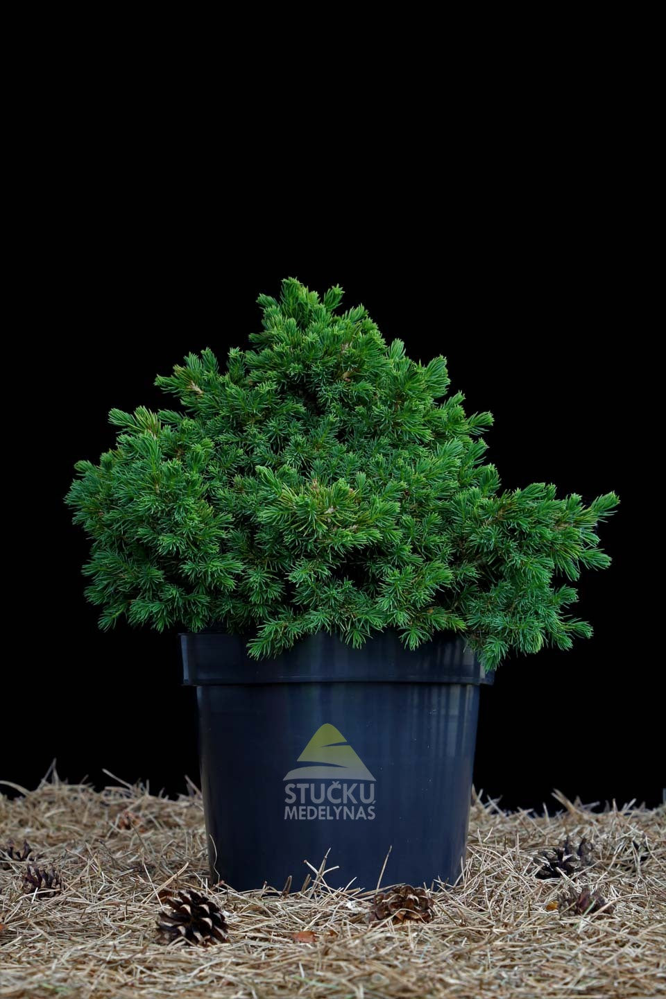 Eglė paprastoji 'Tompa' (Picea abies)