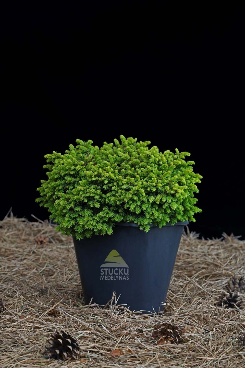 Eglė paprastoji 'Little Gem' (Picea abies)