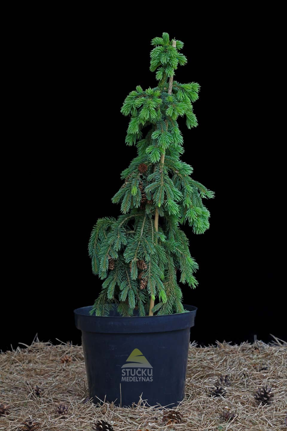 Eglė baltoji 'Pendula' (Picea glauca)