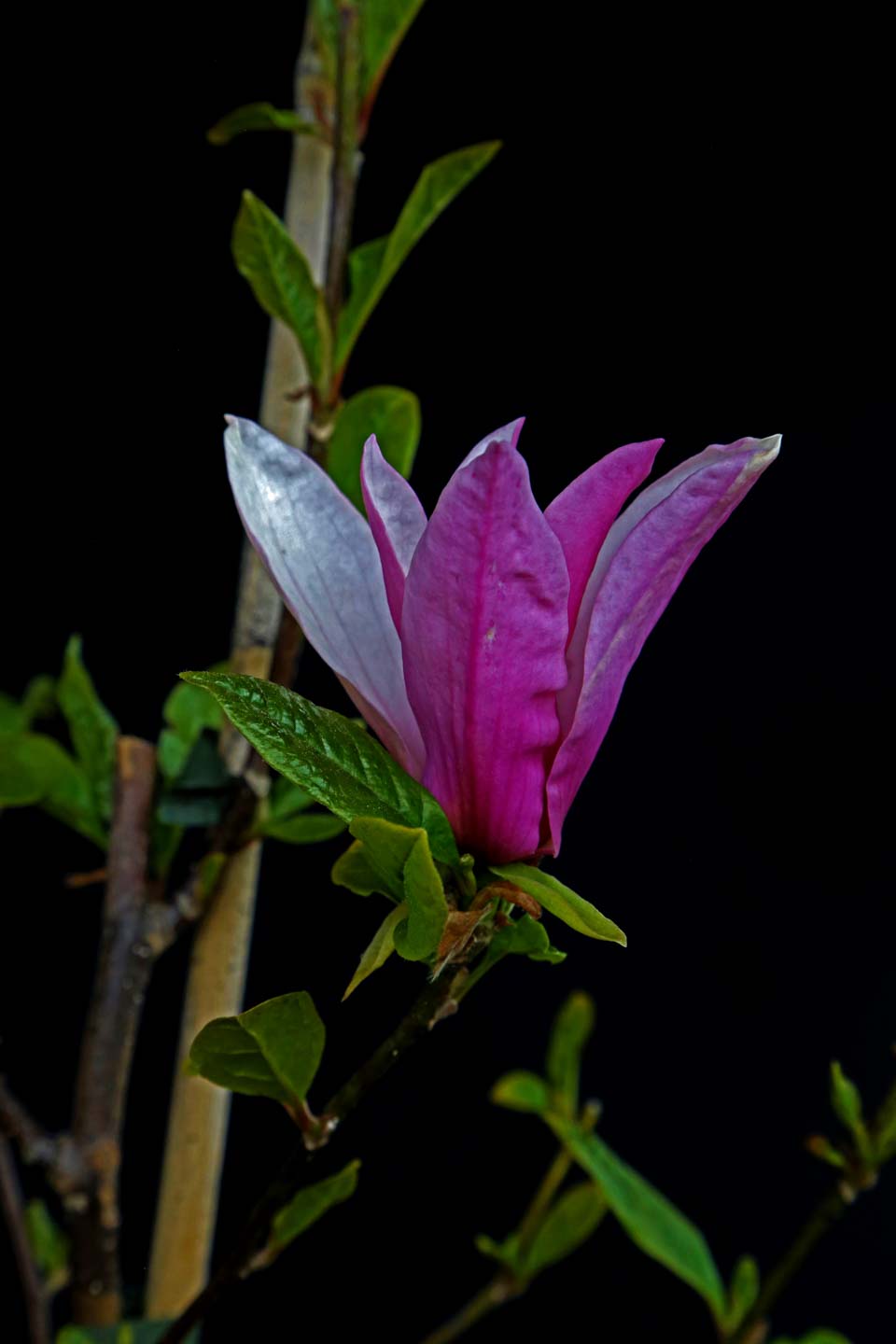 Magnolija 'Oriental Night' (Magnolia x Oriental Night)