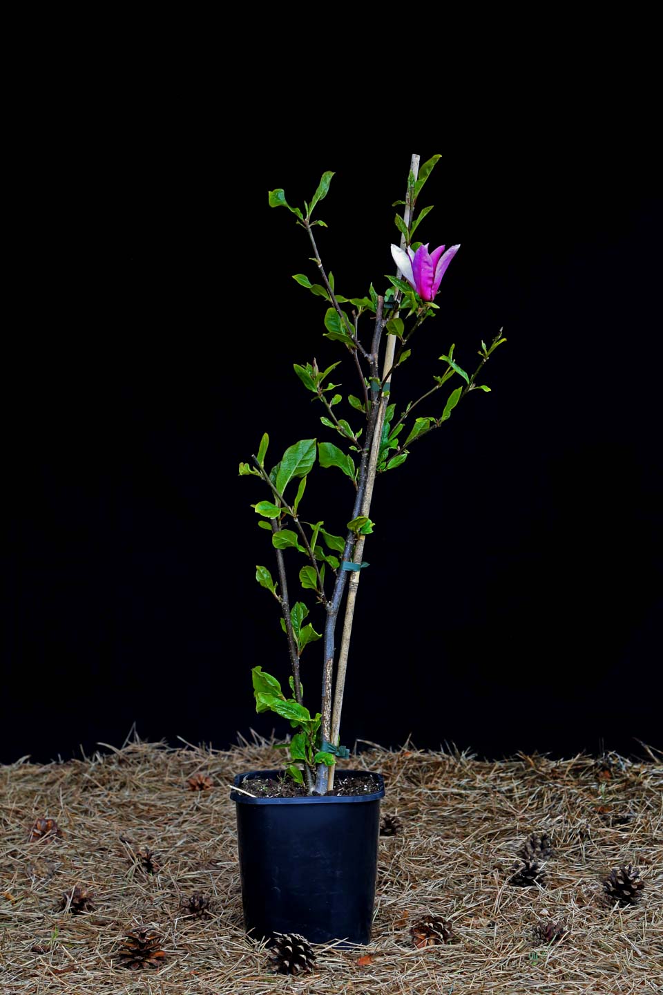Magnolija 'Oriental Night' (Magnolia x Oriental Night)