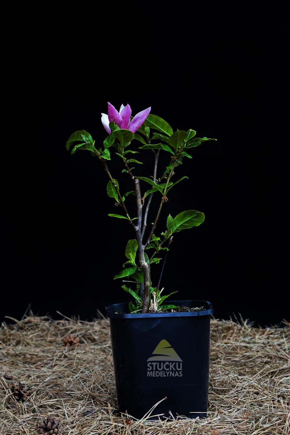 Magnolija 'Susan' (Magnolia x soulangeana)