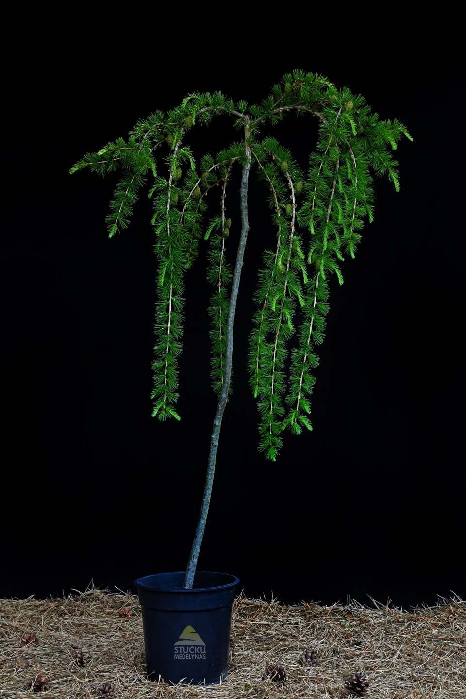 Maumedis europinis 'Pendula' (Larix decidua)