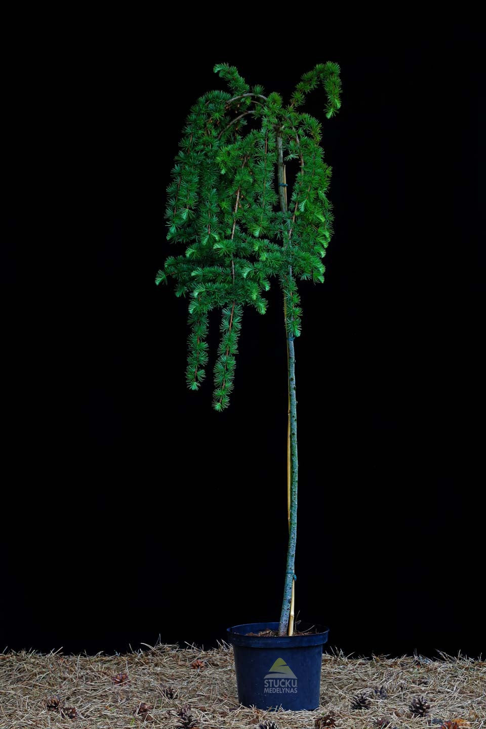 Maumedis japoninis ‘Pendula’ (Larix kaempferi)