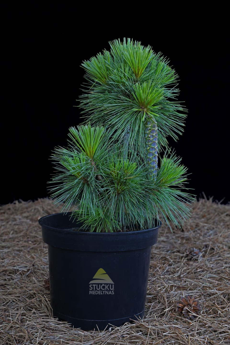 Pušis šverino 'Wiethorst' (Pinus Schwerinii)