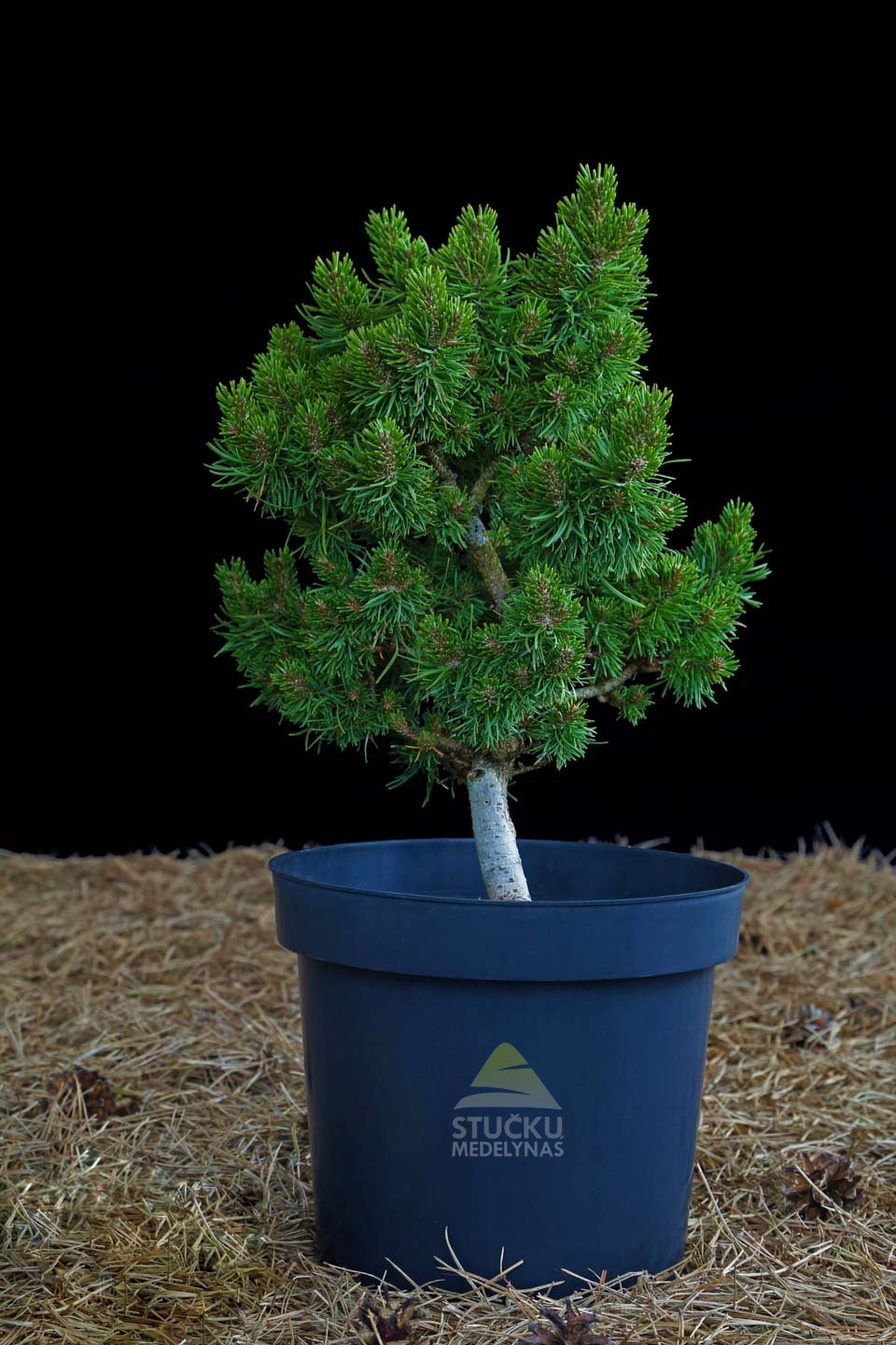 Pušis bankso 'Banska Štiavnica' (Pinus banksiana)