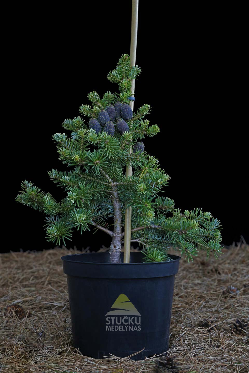 Kėnis korėjinis 'Blauer Pfiff' (Abies koreana)