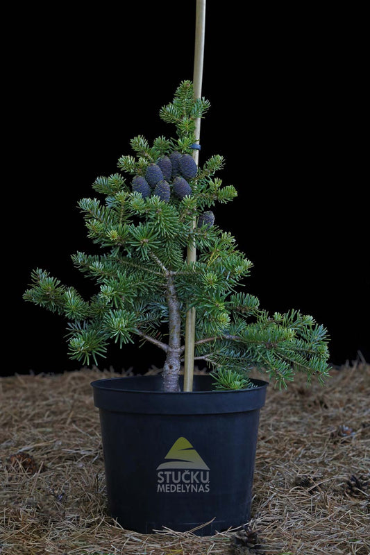 Kėnis korėjinis 'Blauer Pfiff' (Abies koreana)