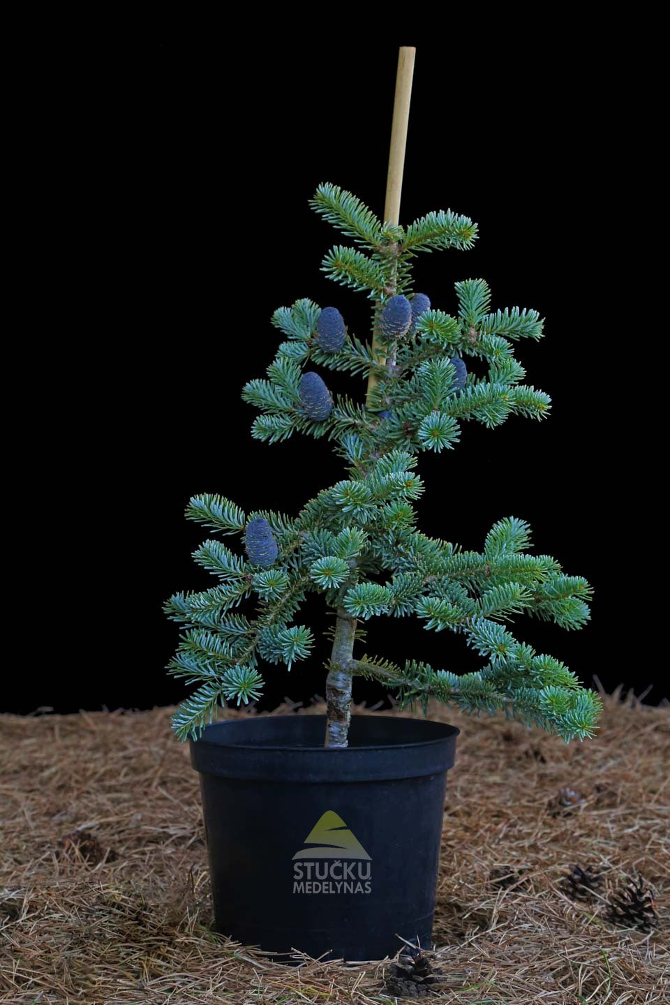Kėnis korėjinis 'Bonsai Blue' (Abies koreana)