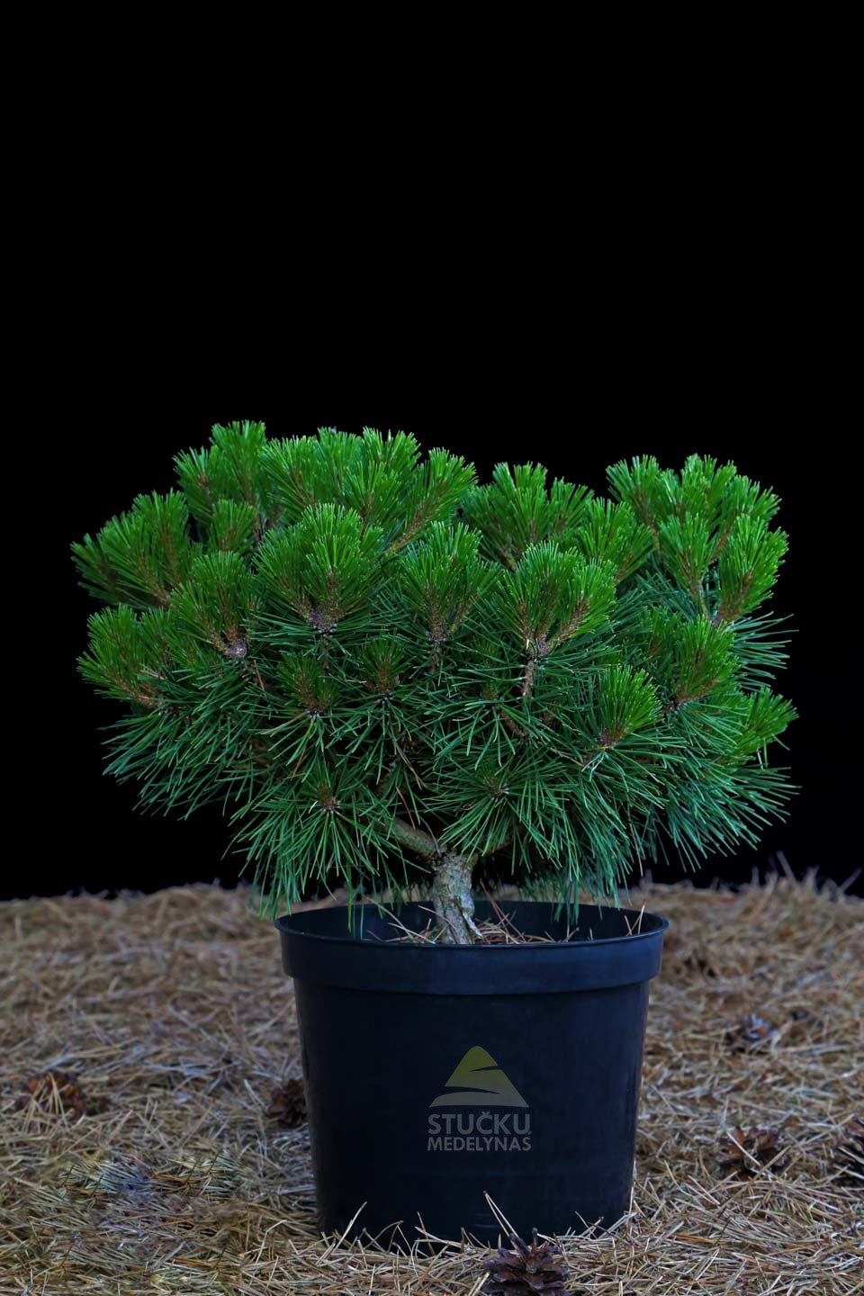 Pušis Juodoji 'Brepo' (Pinus nigra)
