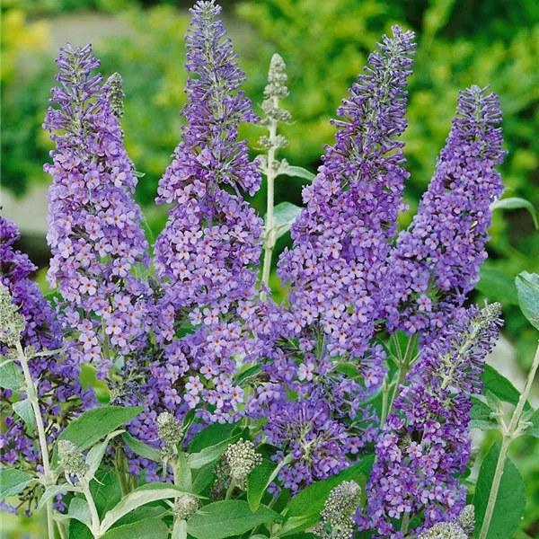 Budlėja davido 'Dart’s Papillon Blue' (Buddleja davidii)