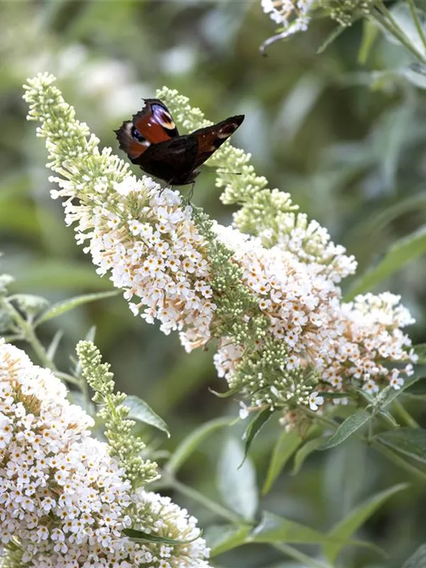 Budlėja davido 'White Profusion' (Buddleja davidii)