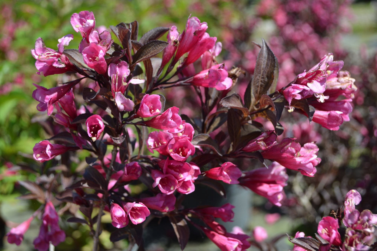 Veigėlė gražiažiedė 'Alexandra' (Weigela florida)