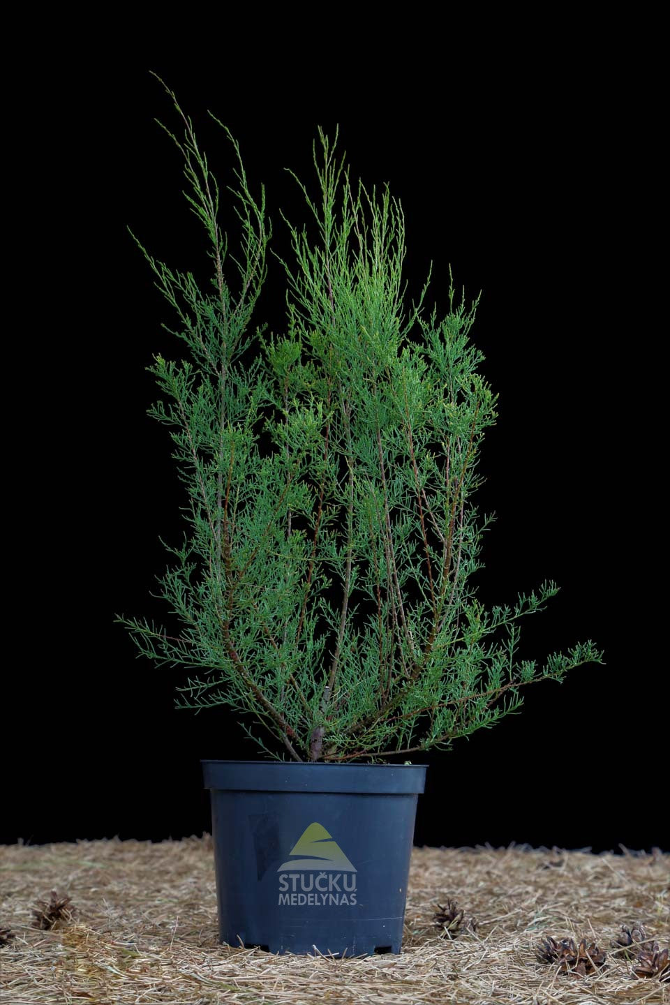 Eglūnas prancūzinis (Tamarix gallica)