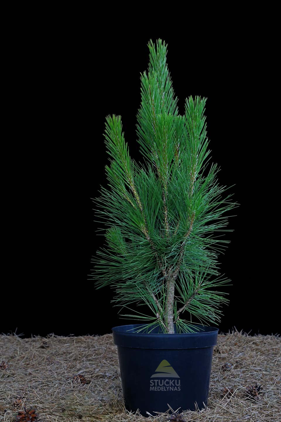 Pušis juodoji 'Fastigiata' (Pinus nigra)