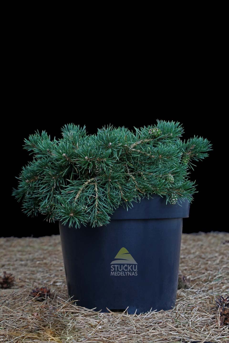 Pušis paprastoji 'Fjell Teppich' (Pinus sylvestris)