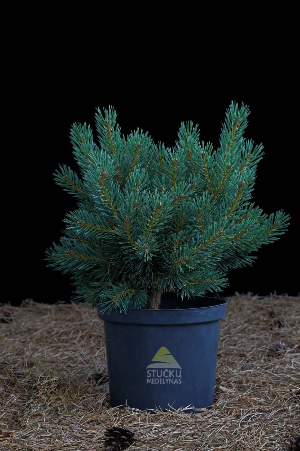 Pušis paprastoji 'Frensham' (Pinus sylvestris)