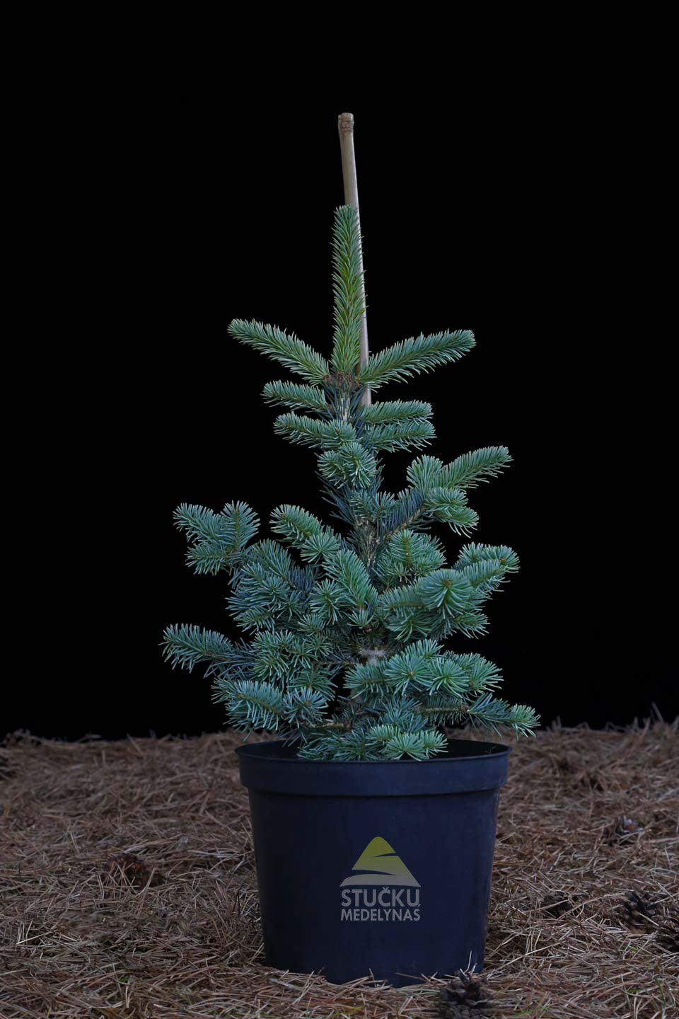 Kėnis subalpinis ‘Compacta Glauca’ (Abies lasiocarpa)