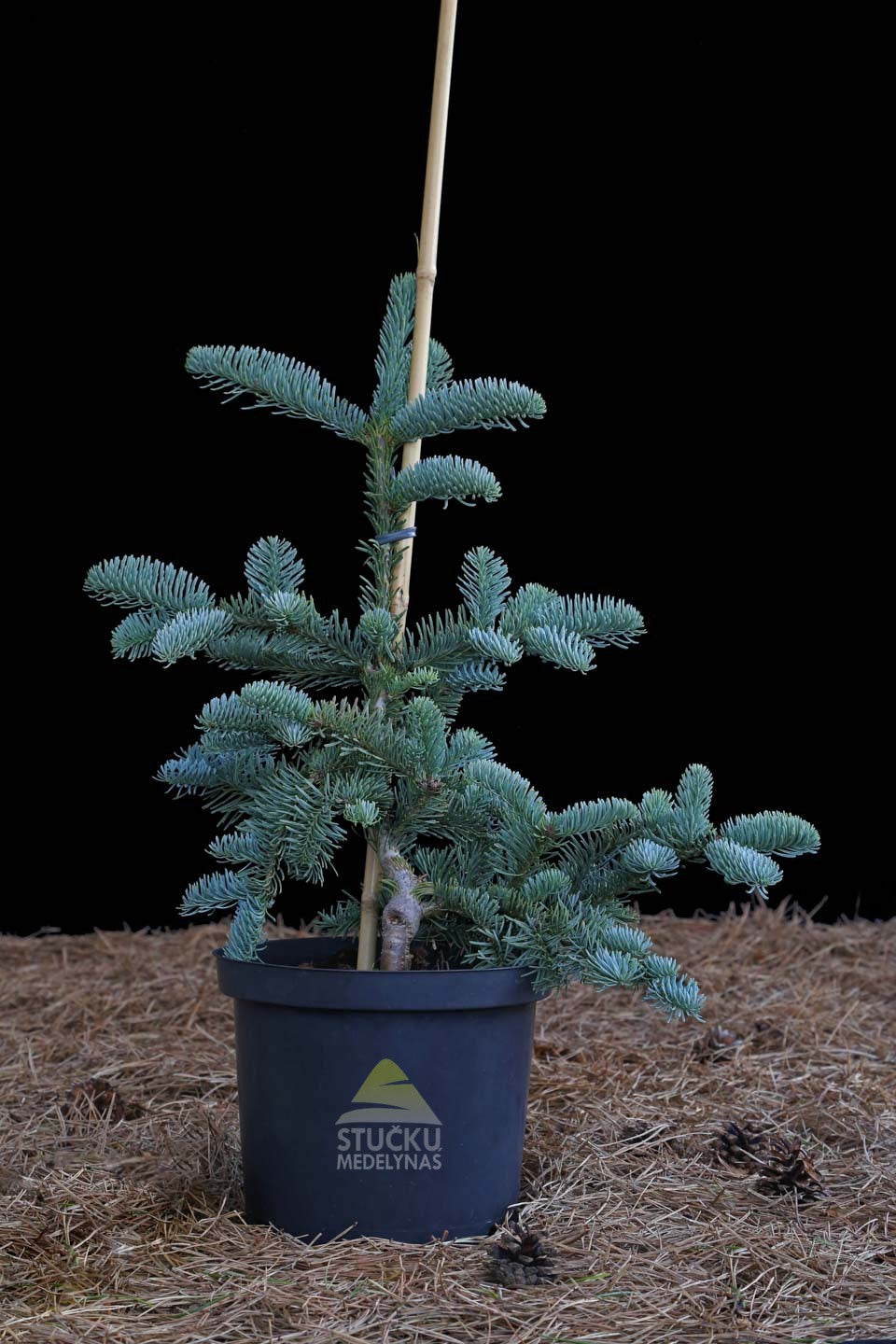 Kėnis kvapusis 'Glauca' (Abies procera)
