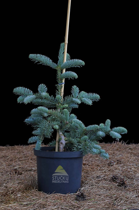 Kėnis kvapusis 'Glauca' (Abies procera)