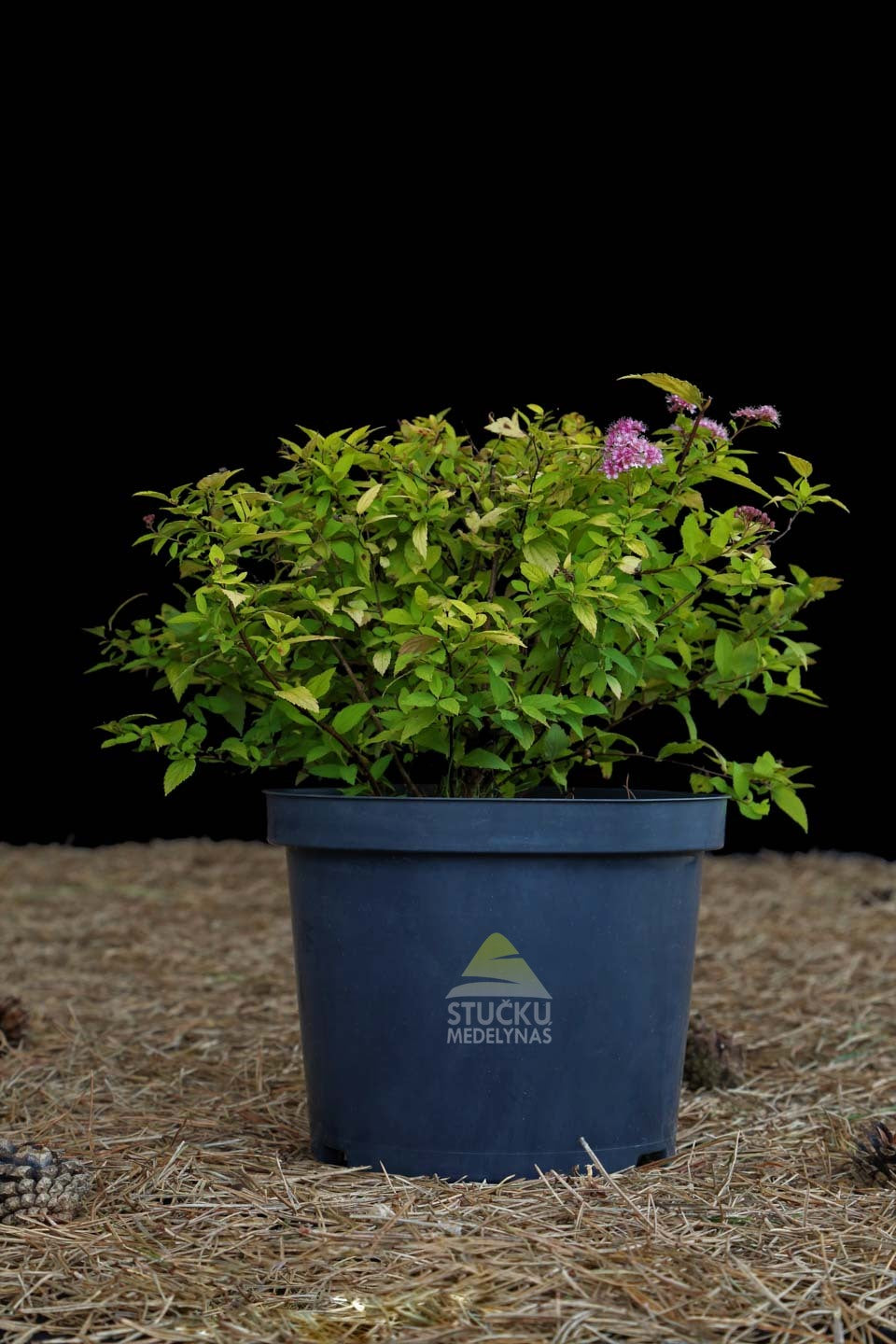 Lanksva japoninė 'Golden Princess' (Spiraea japonica)