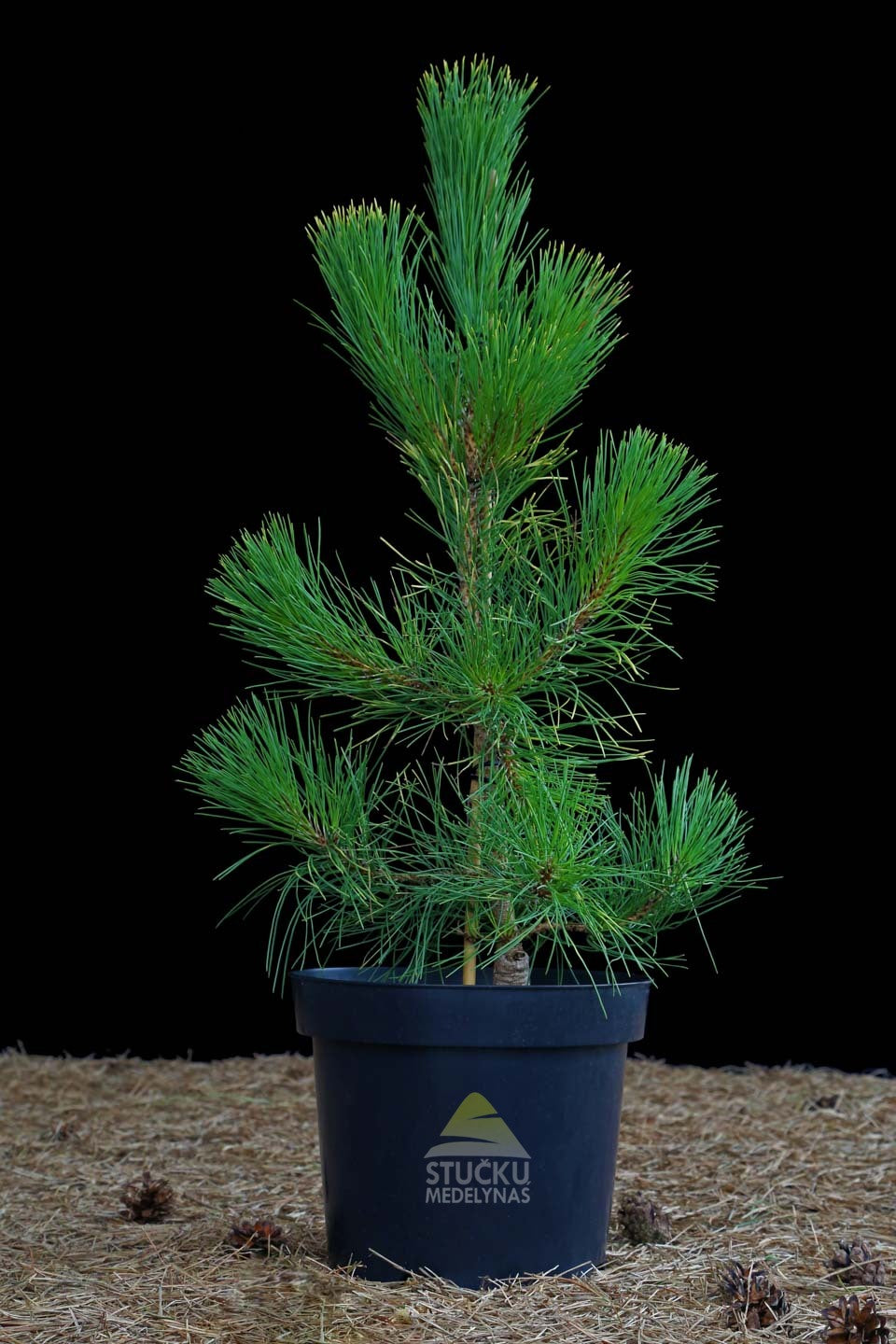 Pušis juodoji 'Goldfingers' (Pinus nigra)