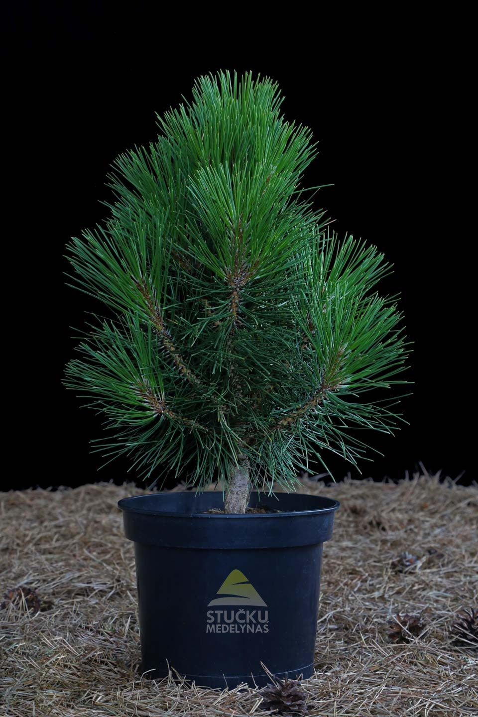 Pušis juodoji 'Green Rocket' (Pinus nigra)