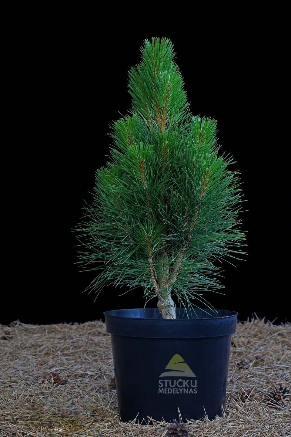 Pušis juodoji 'Green Tower' (Pinus nigra)