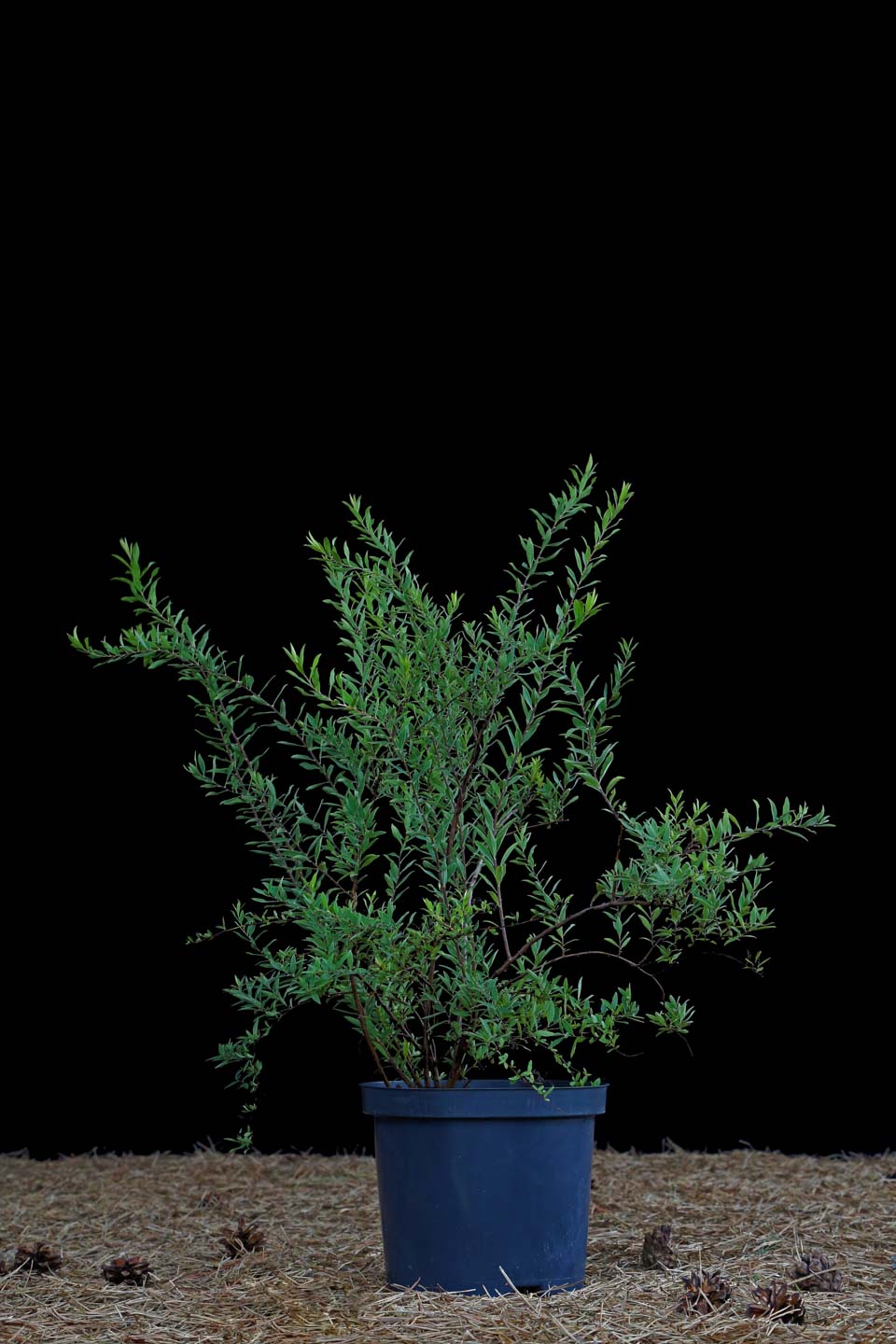 Lanksva pilkoji 'Grefsheim' (Spiraea cinerea)