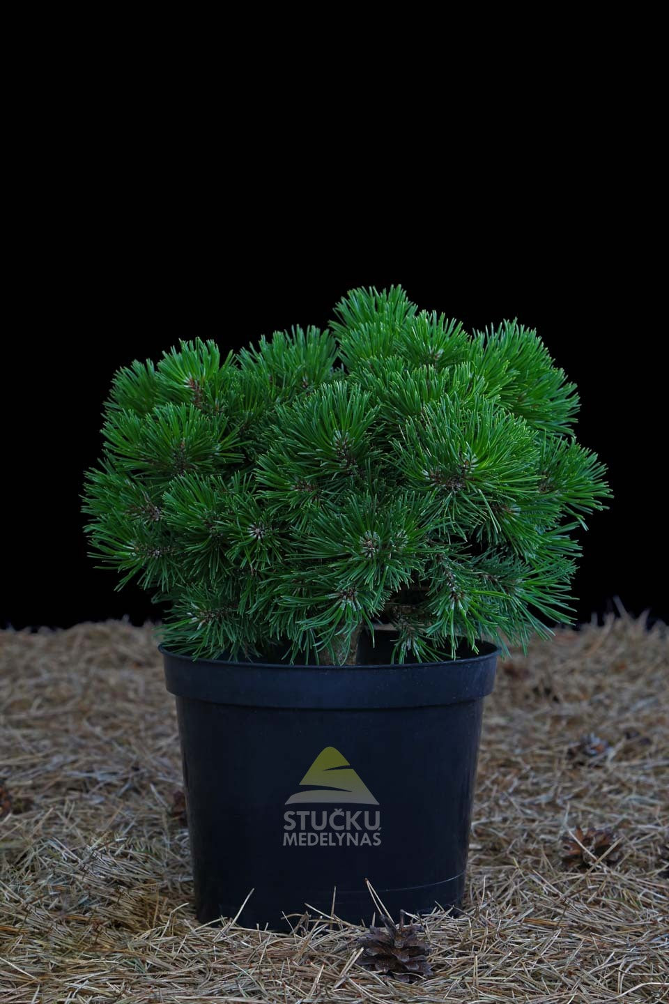 Pušis kalninė 'Grune Welle' (Pinus mugo)