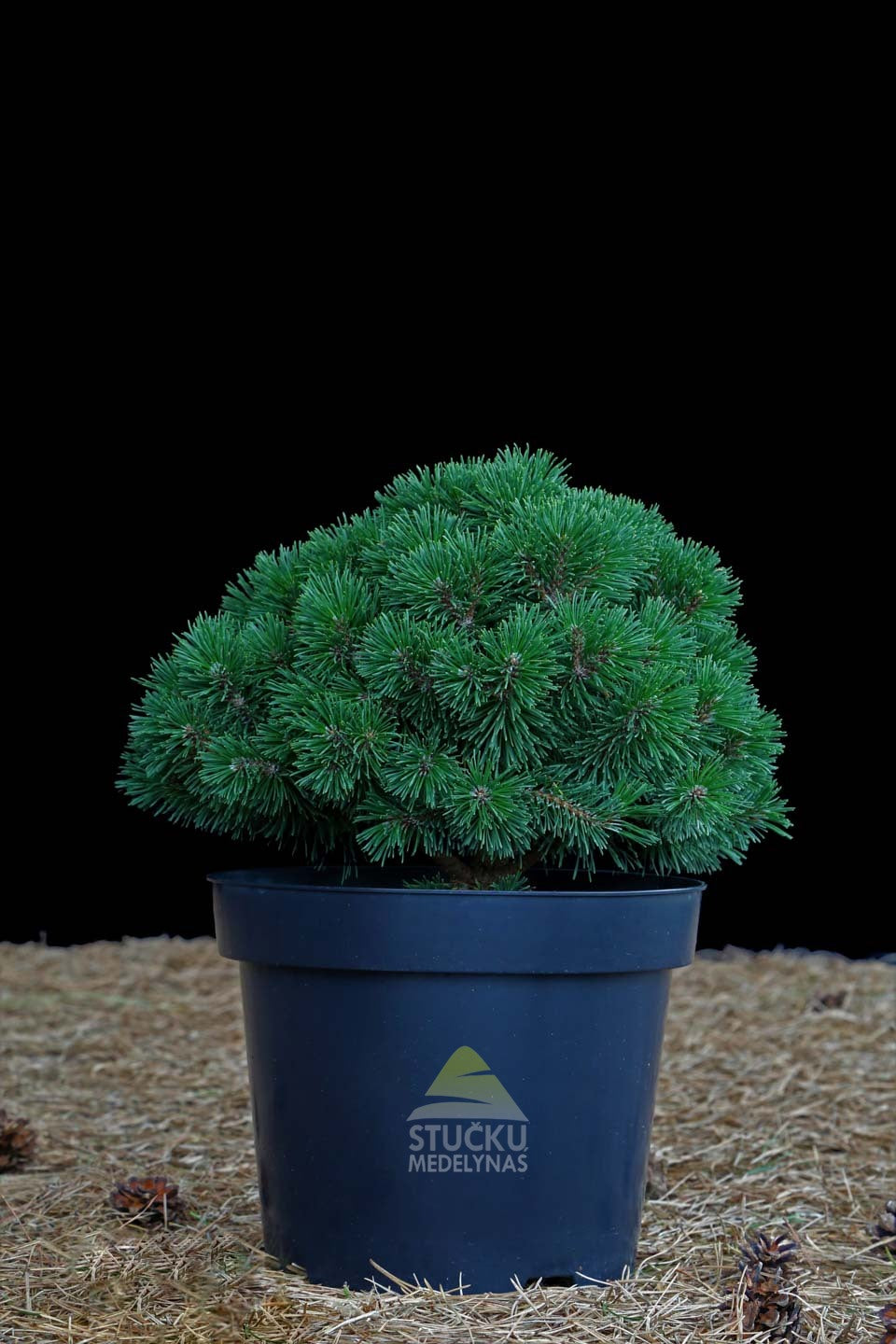 Pušis kalninė 'Hnizdo' (Pinus mugo)