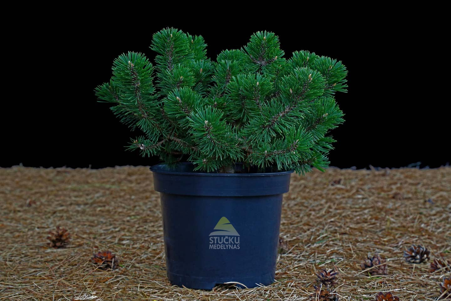 Pušis kalninė 'Humpy' (Pinus mugo)