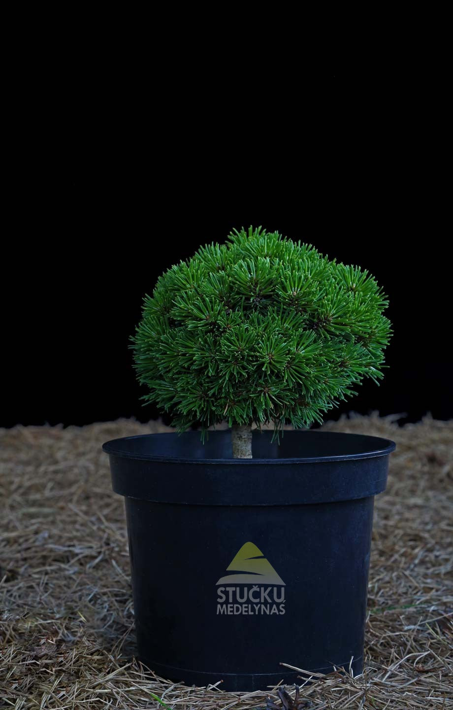 Pušis kalninė 'Ježek' (Pinus mugo)