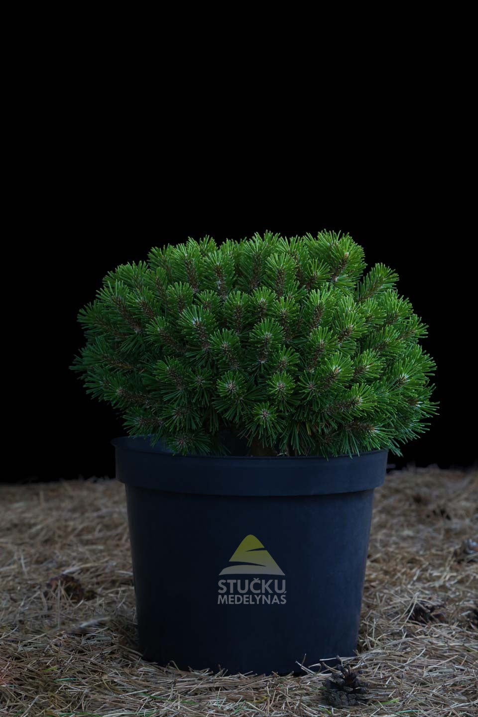 Pušis kablelinė 'Kalhoty' (Pinus uncinata)