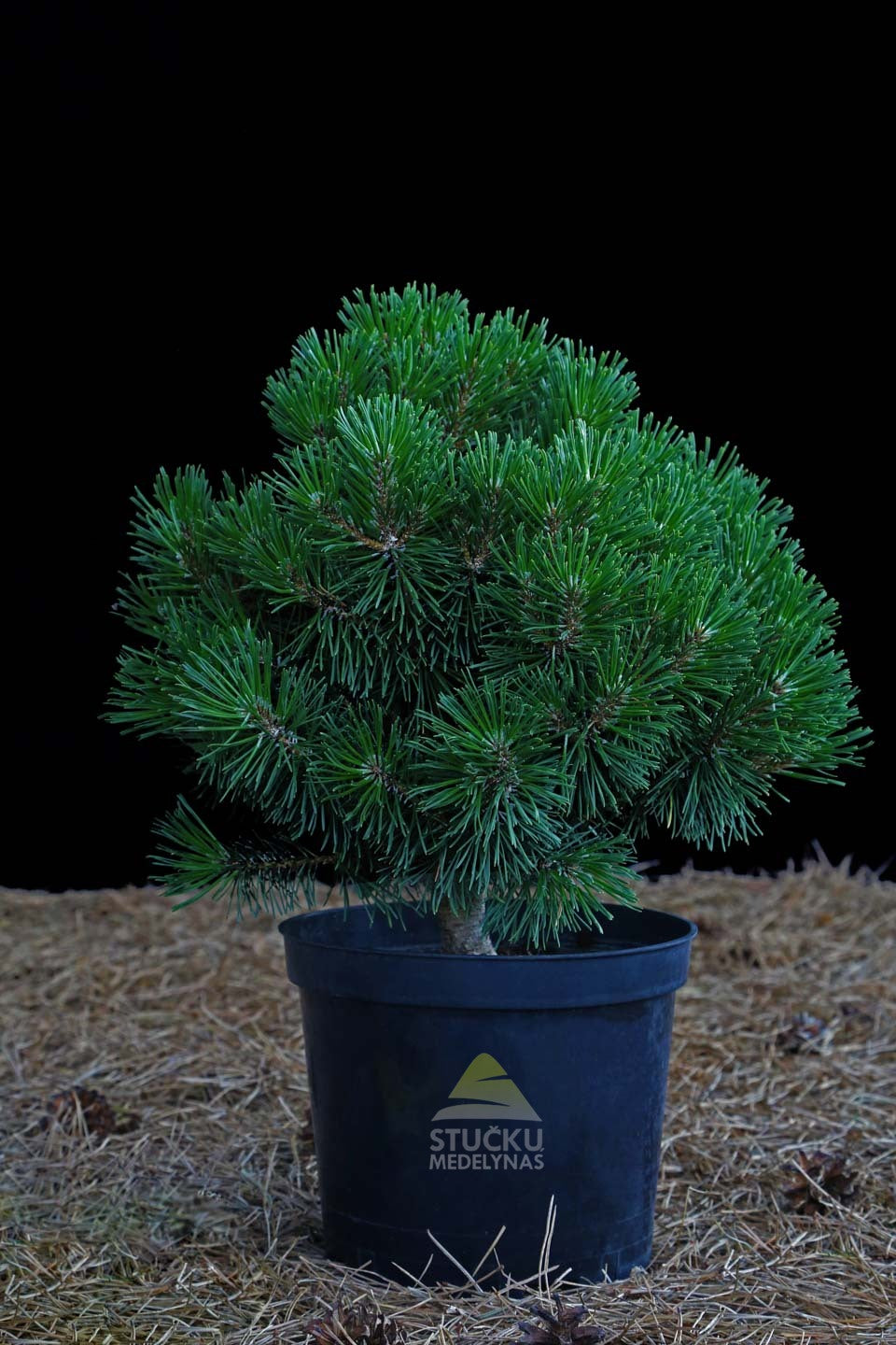 Pušis kablelinė 'Kalhoty' (Pinus uncinata)