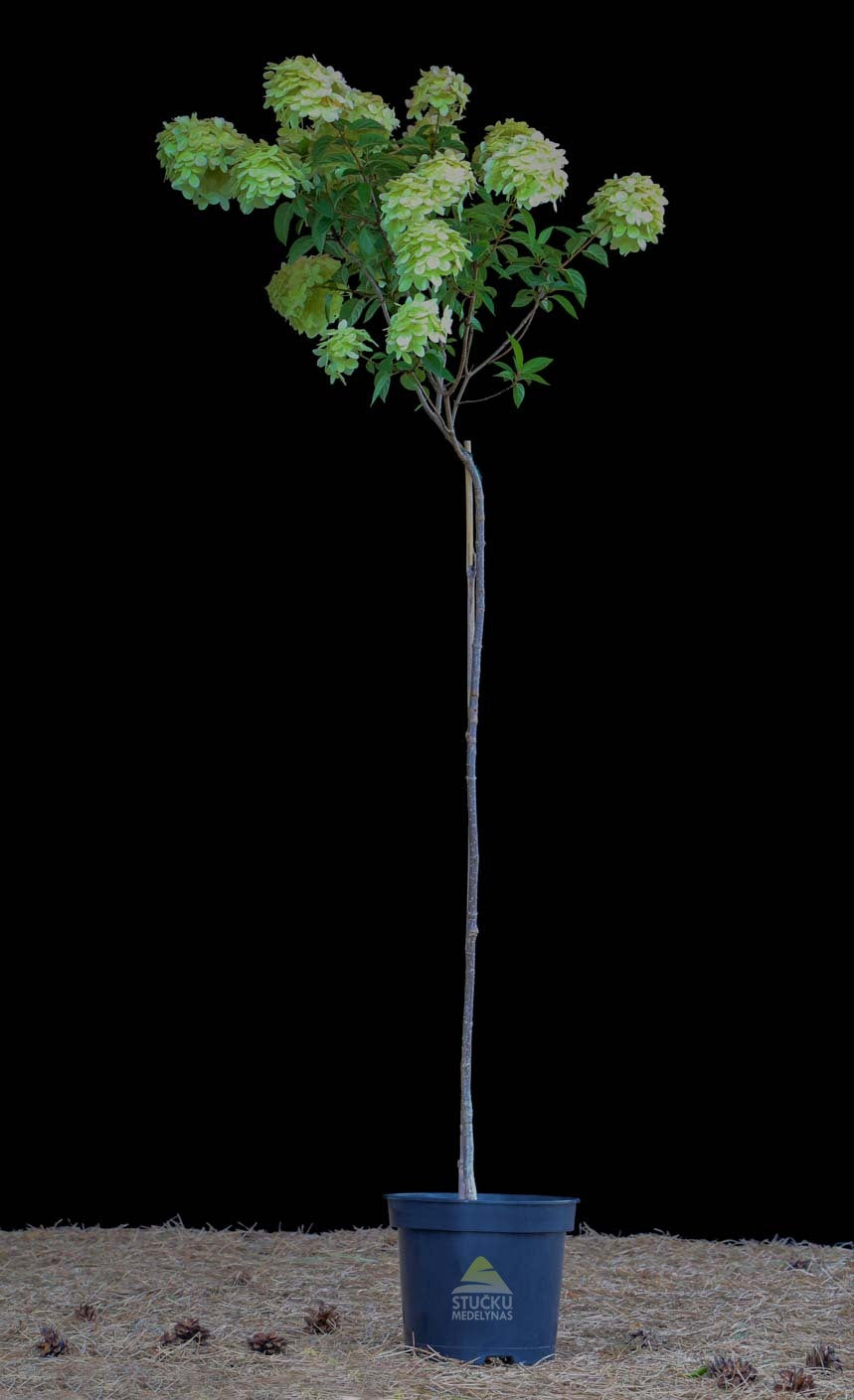 Hortenzija šluotelinė 'Limelight'