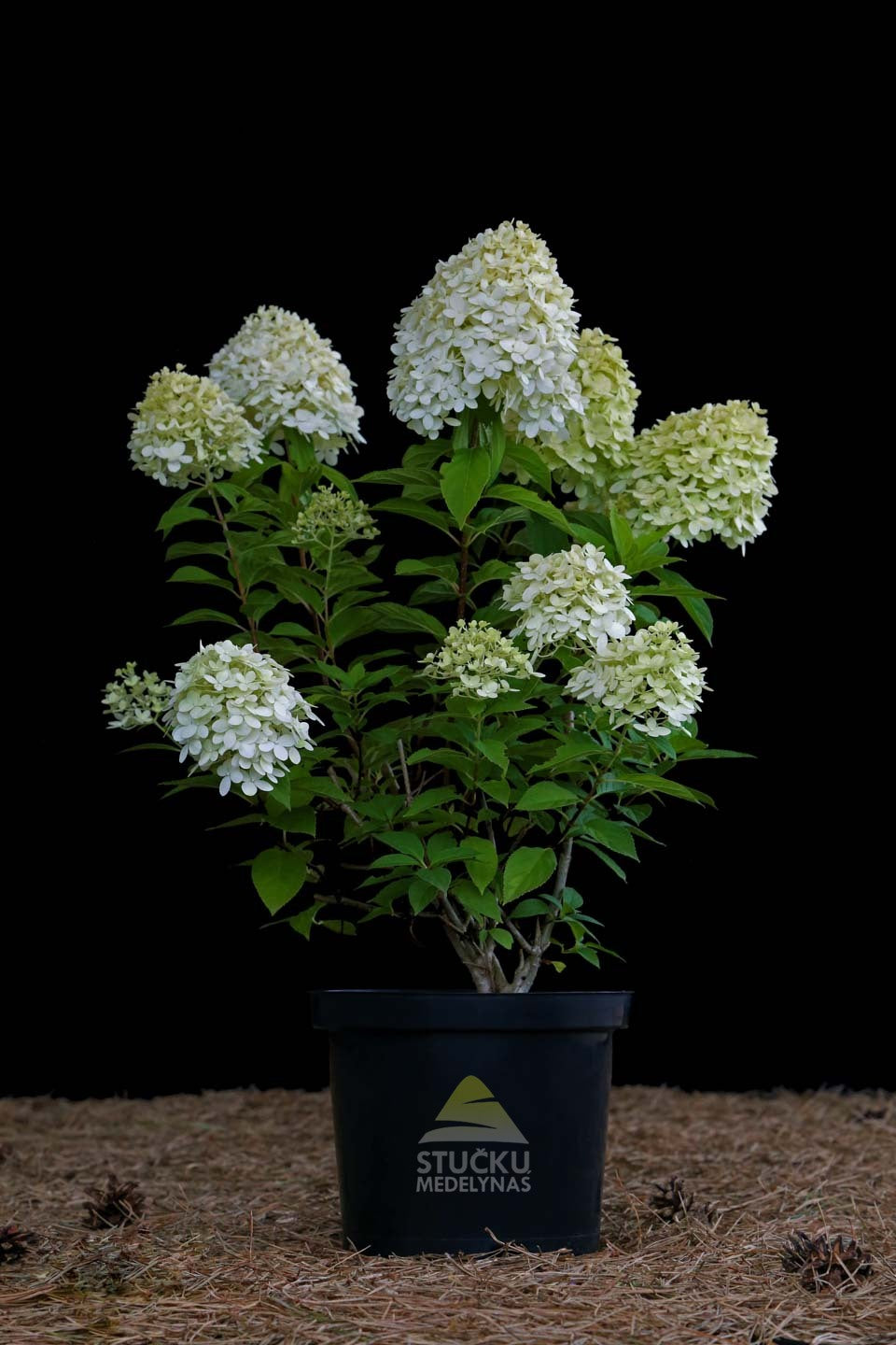 Hortenzija šluotelinė 'Limelight'