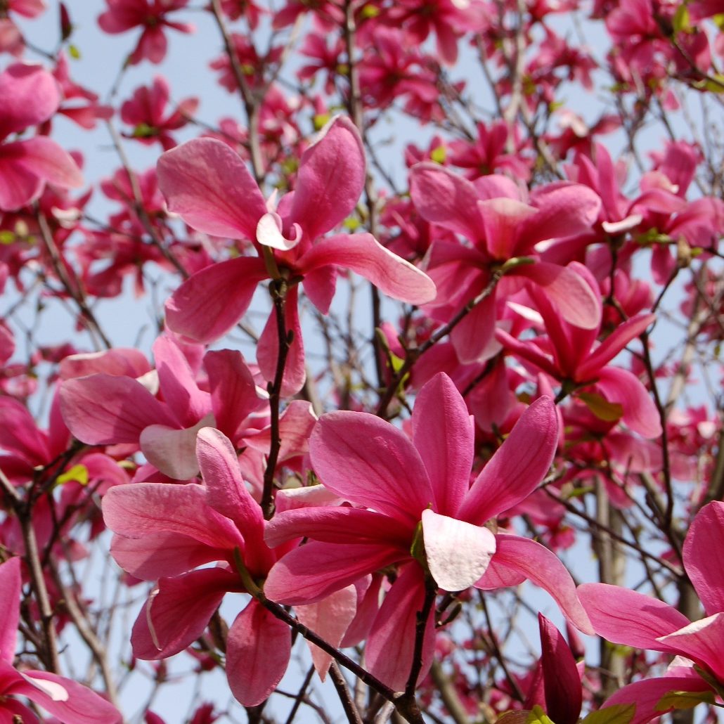 Magnolija 'Galaxy' (Magnolia x Galaxy)