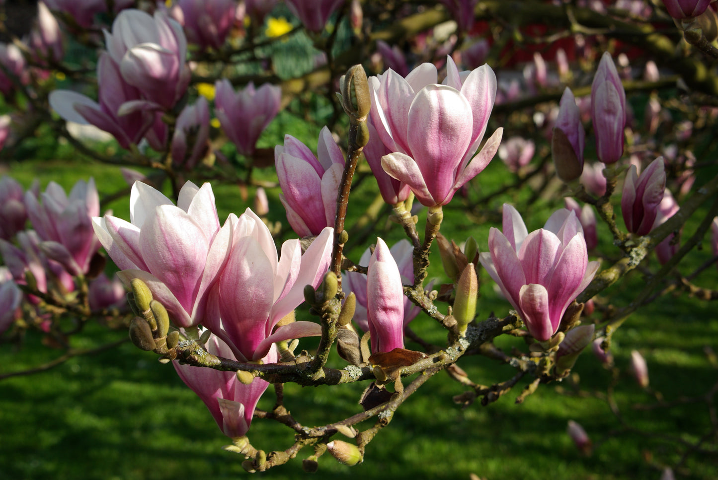 Magnolija Sulanžo (Magnolia soulangeana)