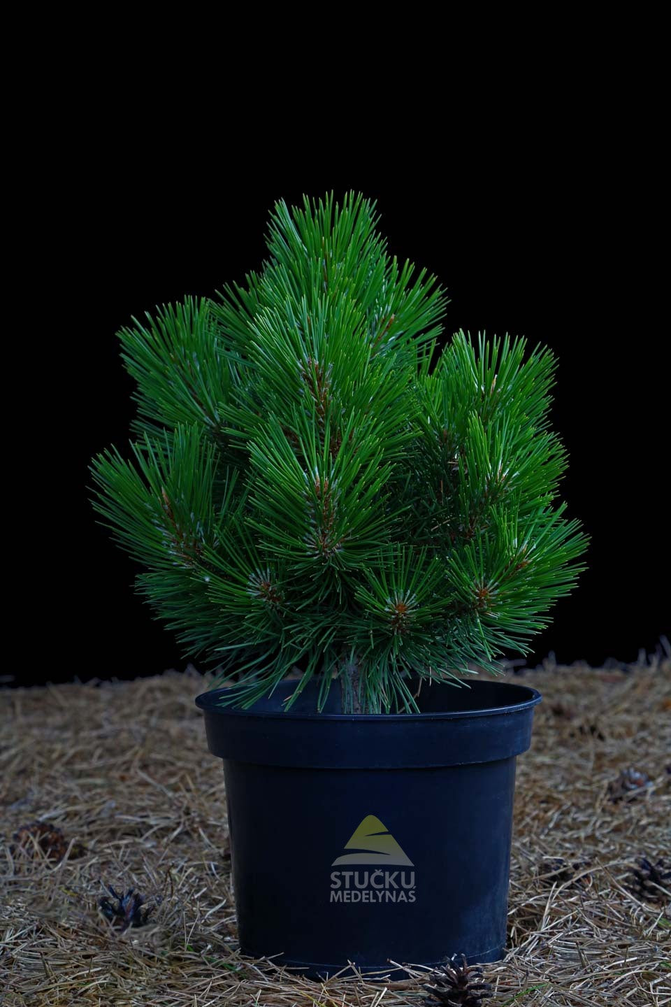 Pušis tunbergo 'Maijima' (Pinus thunbergii)