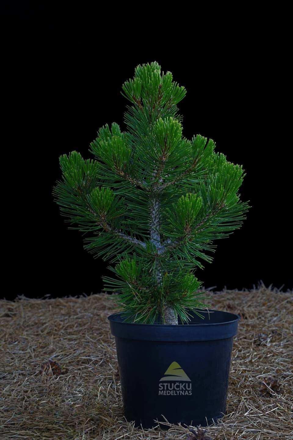 Pušis baltažievė 'Malinki' (Pinus heldreichii)