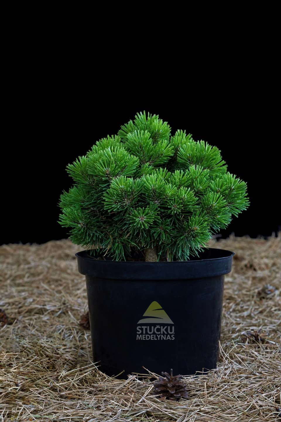 Pušis kalninė 'Minikin' (Pinus mugo)