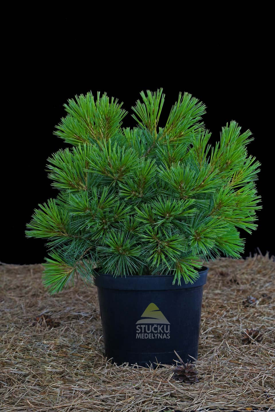 Pušis veimutinė 'Minima' (Pinus strobus)