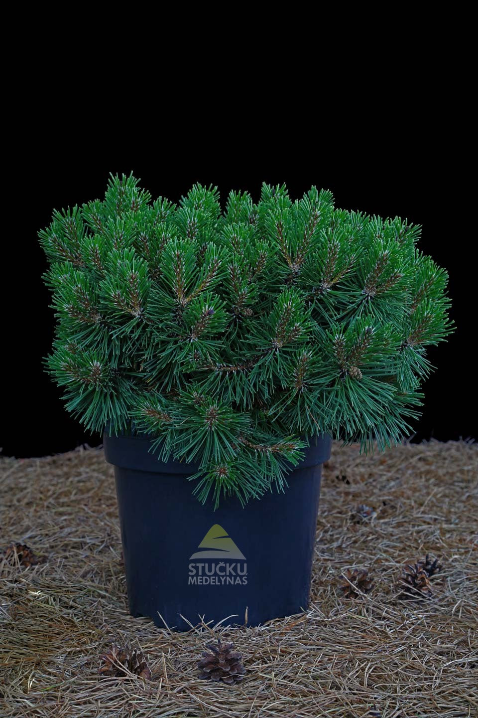 Pušis kalninė 'Mops Midget' (Pinus mugo)
