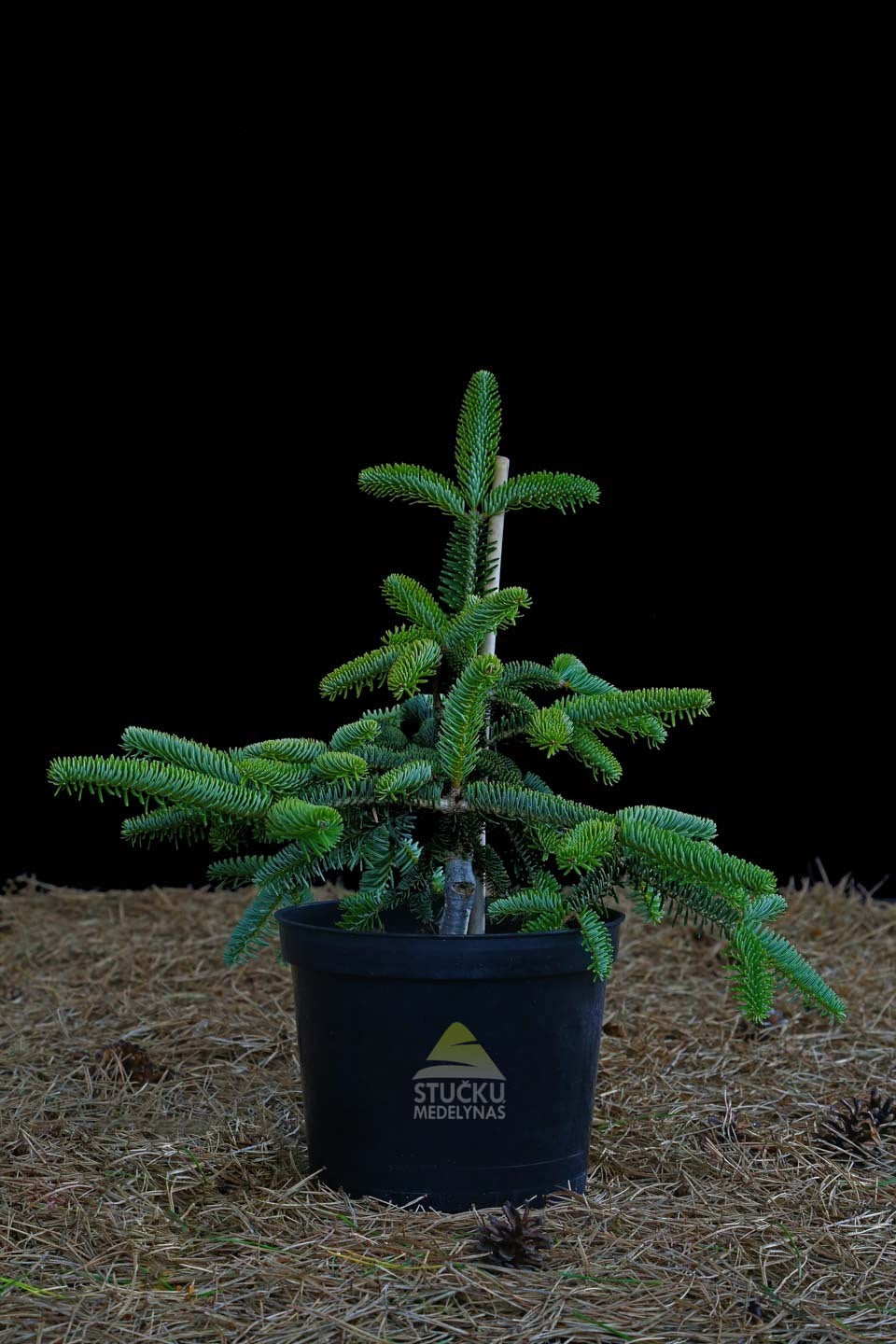 Kėnis graikinis ‘Meyer’s Dwarf’ (Abies cephalonica)